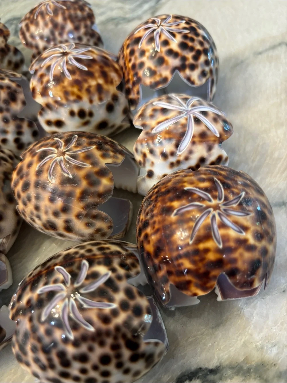 Set Of 12 tiger  Leopard Cowrie Shell Starburst Hand Carved Napkin Rings